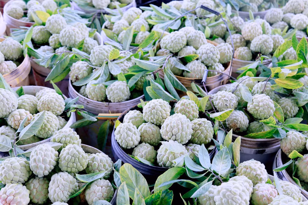 Sau 2 tuần đi vào hoạt động, Đông Triều Mart đã thu mua, tiêu thụ gần 5 tấn na.