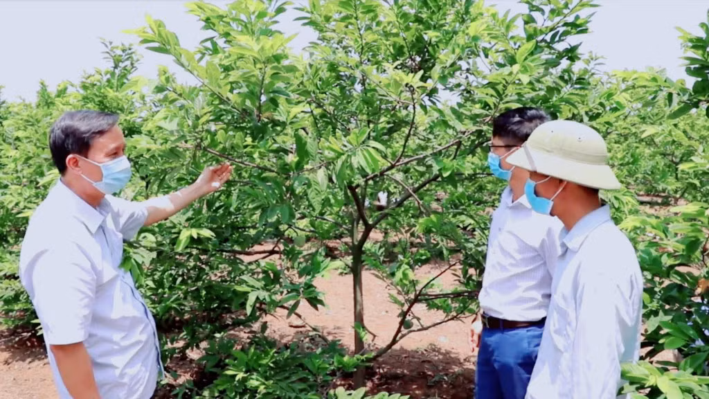 Với những vườn na VietGAP, người trồng sẽ được các cơ quan chức năng tập huấn đầy đủ các quy trình kỹ thuật theo đúng tiêu chuẩn.