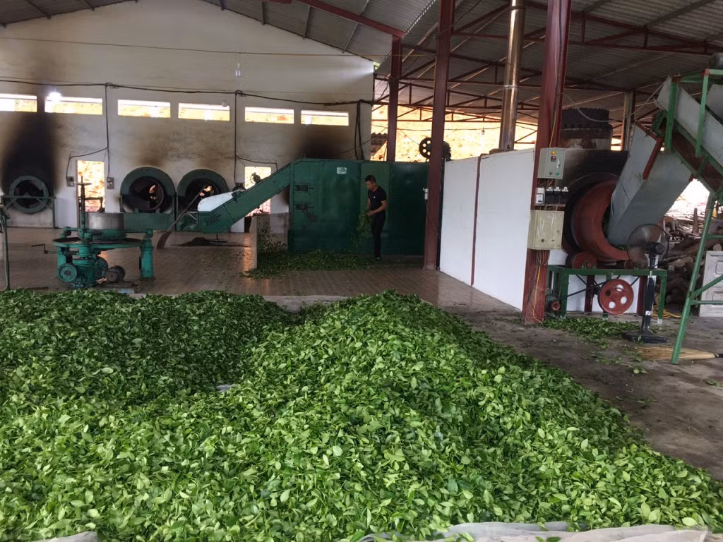 Chế biến chè Ngọc Thúy tại Cơ sở sản xuất chè Dũng Nga.