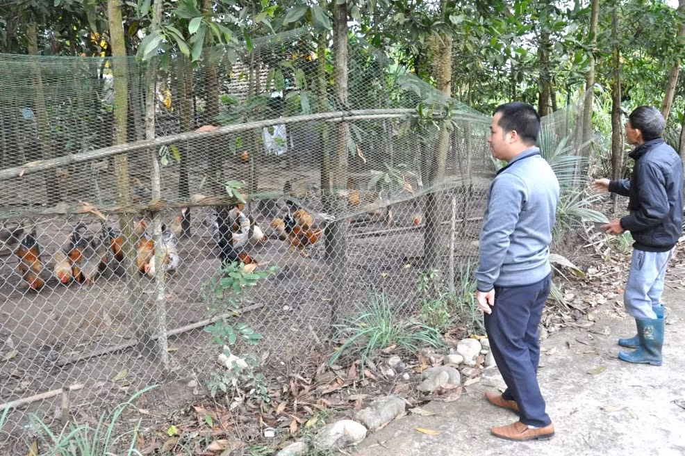 Mô hình nuôi gà địa phương để phát triển kinh tế ở thôn Thìn Thủ, xã Quảng An, Đầm Hà. Ảnh: Thu Nguyệt