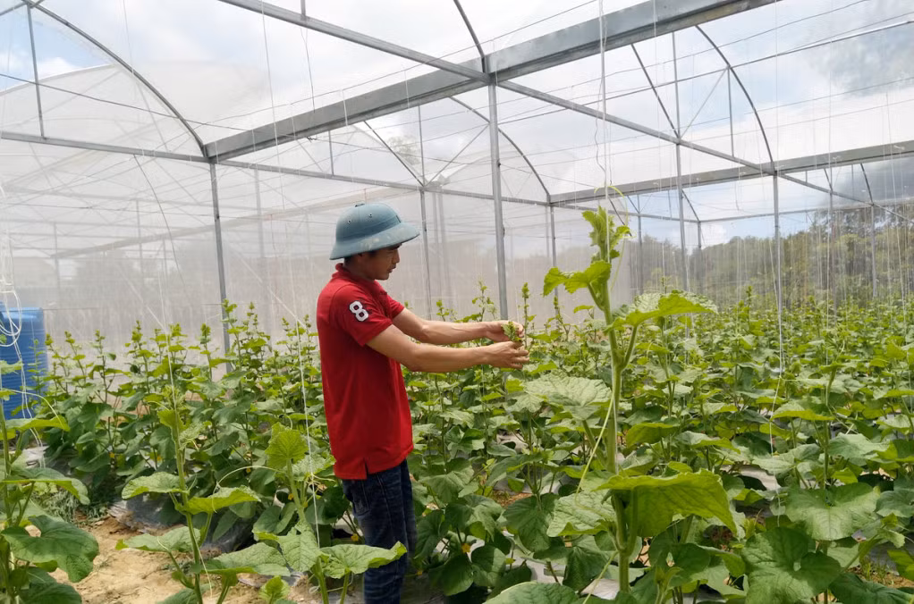 Nông dân Đầm Hà trồng dưa lưới công nghệ cao.