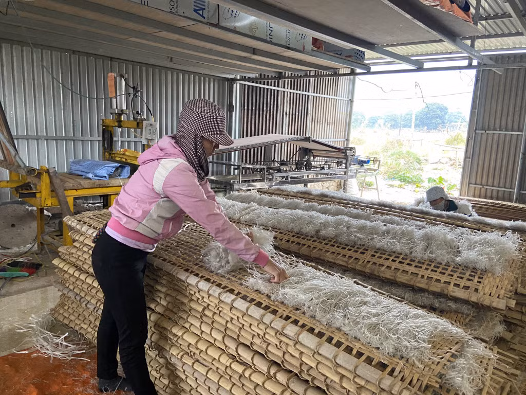 Bình Liêu duy trì phát triển sản phẩm OCOP Miến dong Bình Liêu. 
