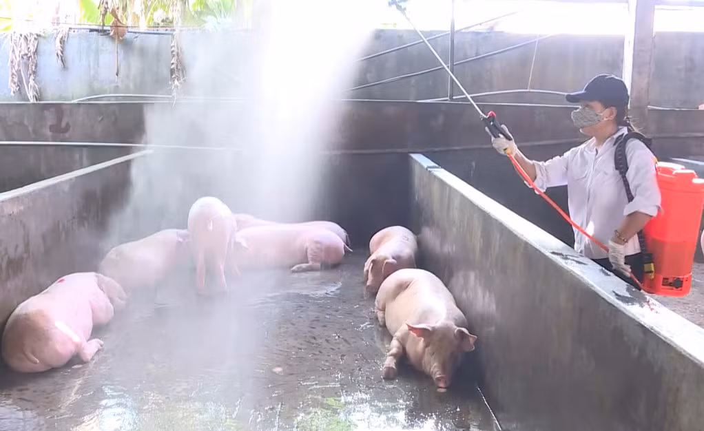 Lợn đưa vào Cơ sở giết mổ tập trung Vang Thanh Dương (phường Quang Trung, TP Uông Bí) được phun khử trùng.