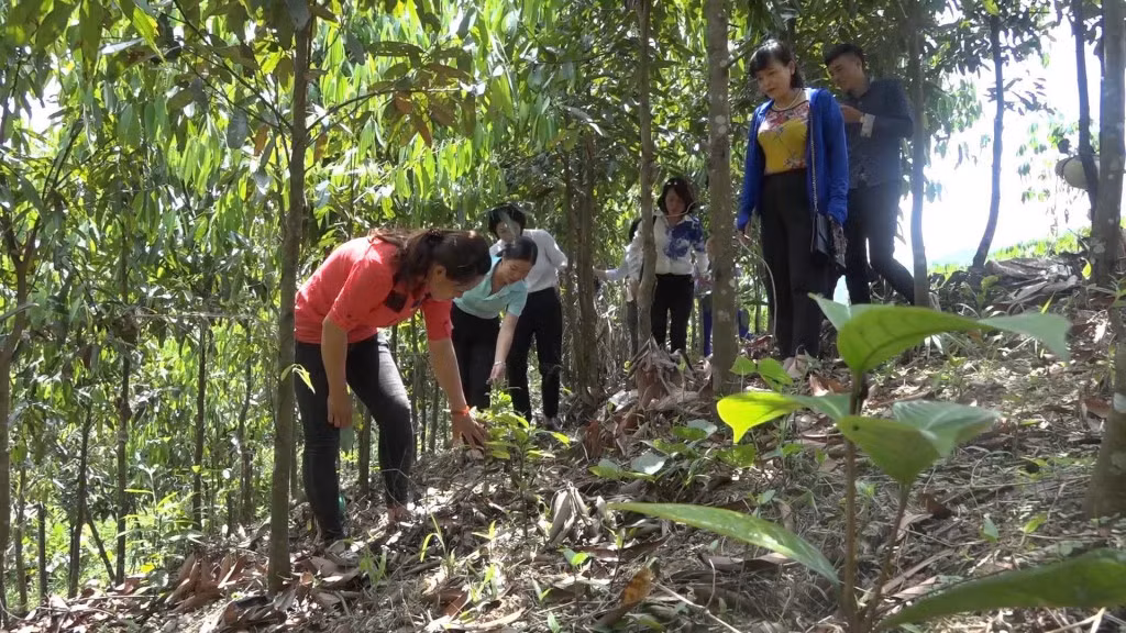 Những mô hình kinh tế hiệu quả đã giúp nhiều chị em phụ nữ trên địa bàn huyện Ba Chẽ nâng cao thu nhập, ổn định đời sống.