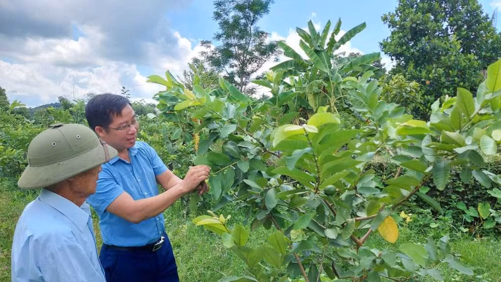 Cán bộ Hội nông dân xã Quảng La, TP Hạ Long hướng dẫn người dân kỹ thuật chăm sóc cây ổi.