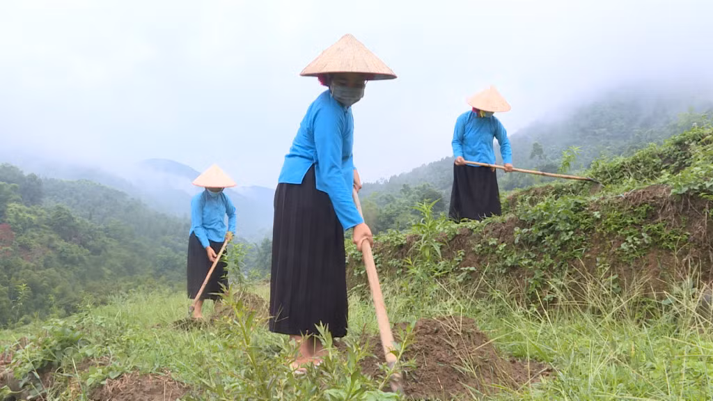 Mô hình trồng cây đào phai gắn với liên kết tiêu thụ sản phẩm tại xã Hoành Mô hứa hẹn trở thành điểm du lịch hấp dẫn.