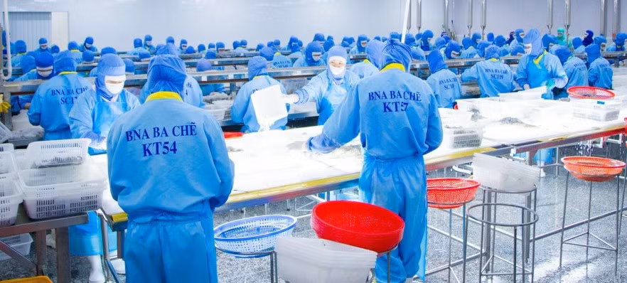 Công nhân Công ty CP Thủy sản BNA Ba Chẽ sơ chế tôm thẻ chân trắng.