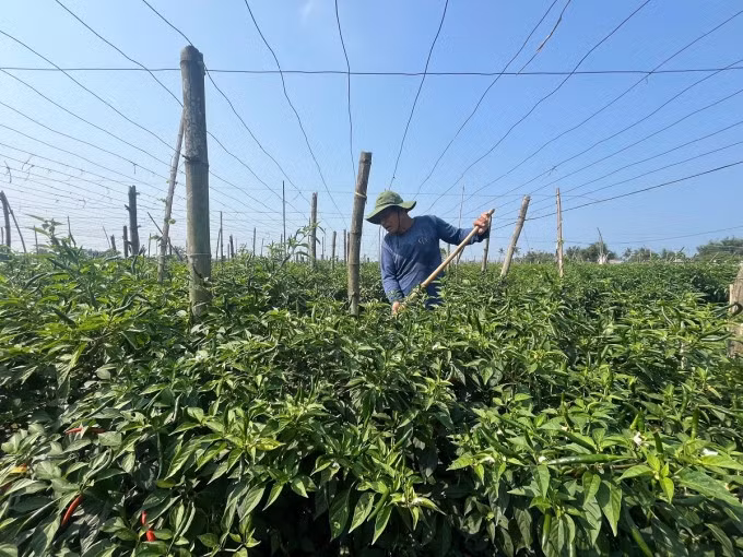 Ông Lê Văn Minh ở xã Nghĩa Hà trong ruộng ớt đang trúng giá. Ảnh: Phạm Linh