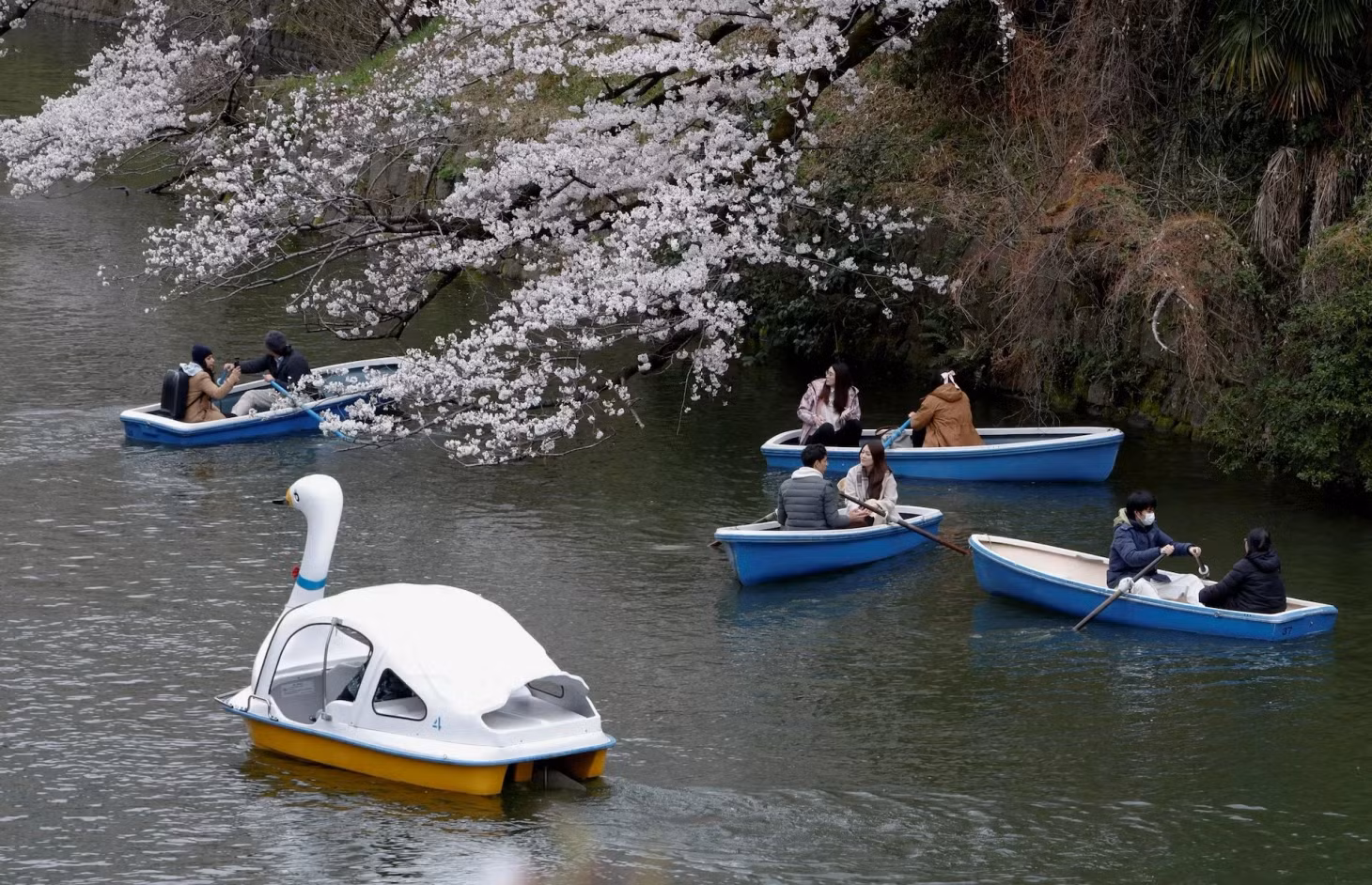 Du khách đi thuyền bên cạnh những bông hoa anh đào nở rộ tại công viên Chidorigafuchi ở Tokyo, Nhật Bản, ngày 31/3. Ảnh: Manami Yamada/Reuters.