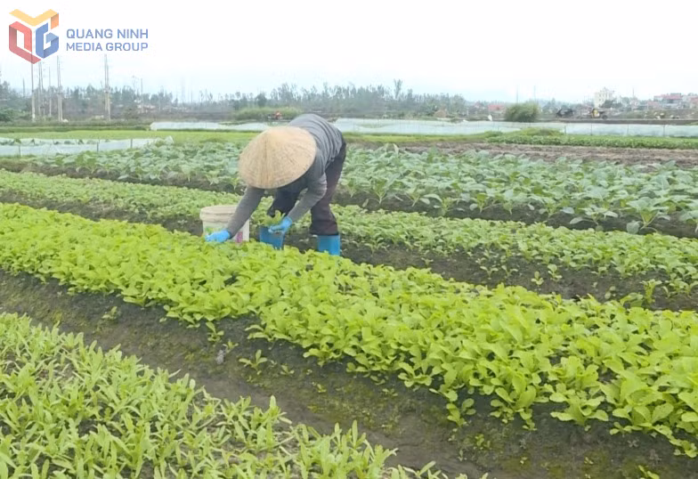 Nông dân TX Quảng Yên trồng rau vụ xuân. Ảnh: Hải Hà