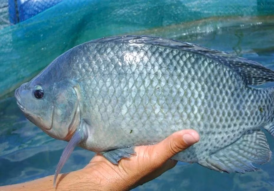 Xuất khẩu cá rô phi sang thị trường Mỹ tăng trưởng thần tốc. Ảnh: NNVN