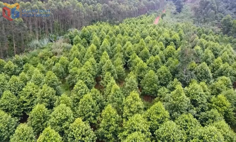 Tỷ lệ che phủ rừng Quảng Ninh đạt 45,5%, vượt mục tiêu đề ra cho năm 2025.