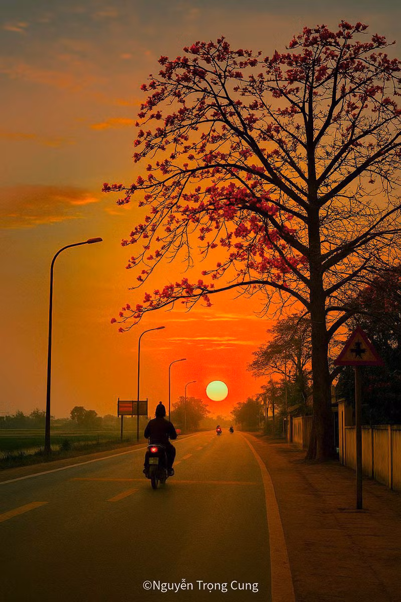 Trong ảnh là hoa gạo nở ven đường tại xã Quỳnh Minh (huyện Quỳnh Phụ). Ảnh: Nguyễn Trọng Cung