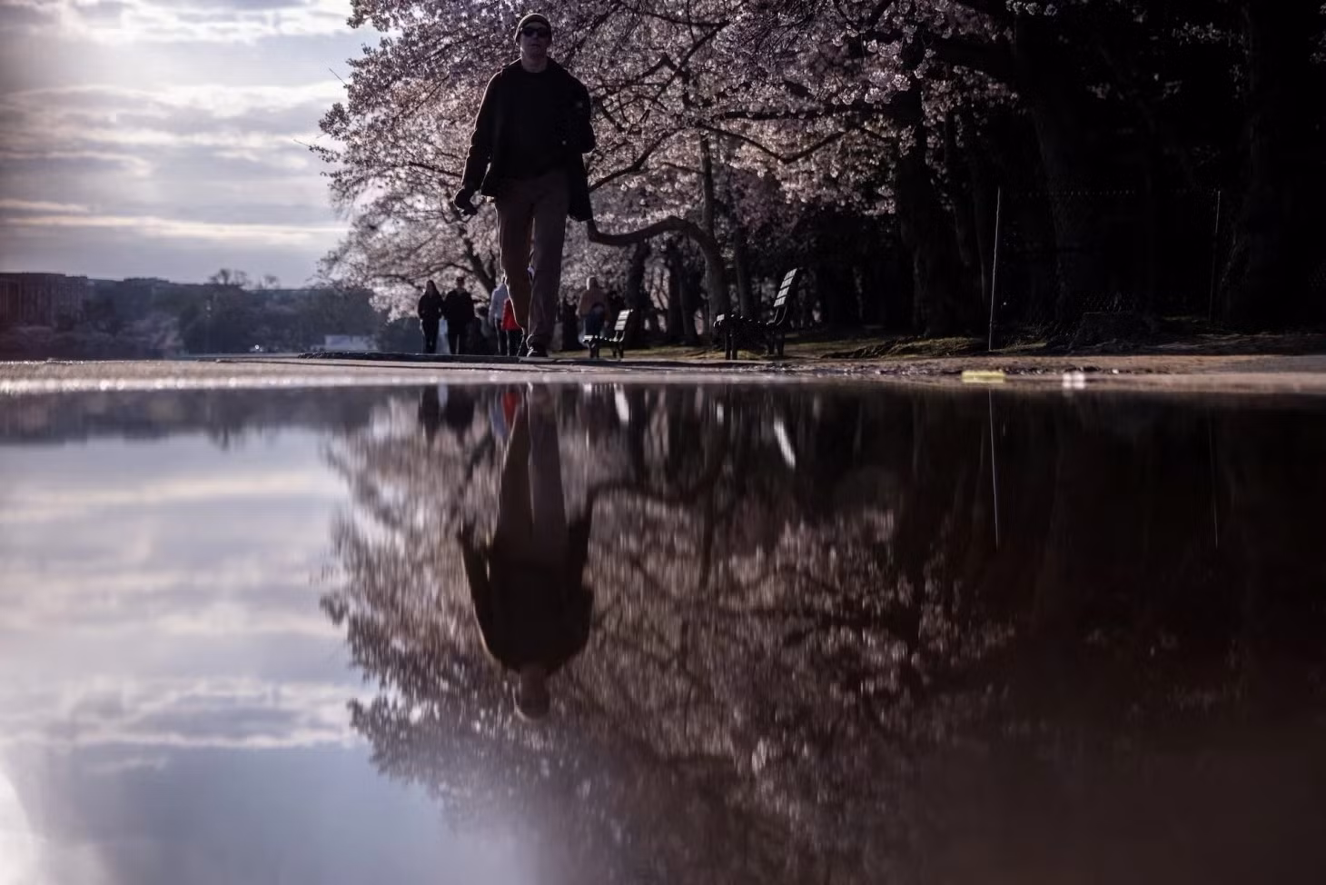 Du khách đi dạo, ngắm hoa anh đào dọc theo đường Tidal Basin ở Washington, ngày 26/3. Ảnh: Carlos Barria/Reuters.