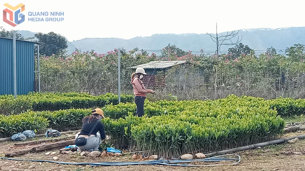 Người dân xã Quảng Đức (Hải Hà) chuẩn bị keo giống trồng rừng sản xuất tháng 3/2025
