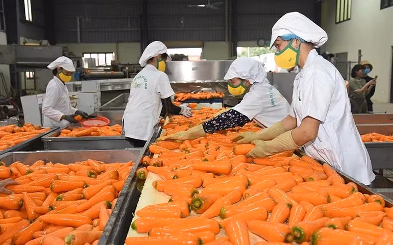 Quý I/2025, tổng sản phẩm trong nước (GDP) của toàn ngành nông, lâm nghiệp và thủy sản đạt 3,74%, đóng góp 6,09% vào mức tăng tổng giá trị tăng thêm của toàn nền kinh tế.