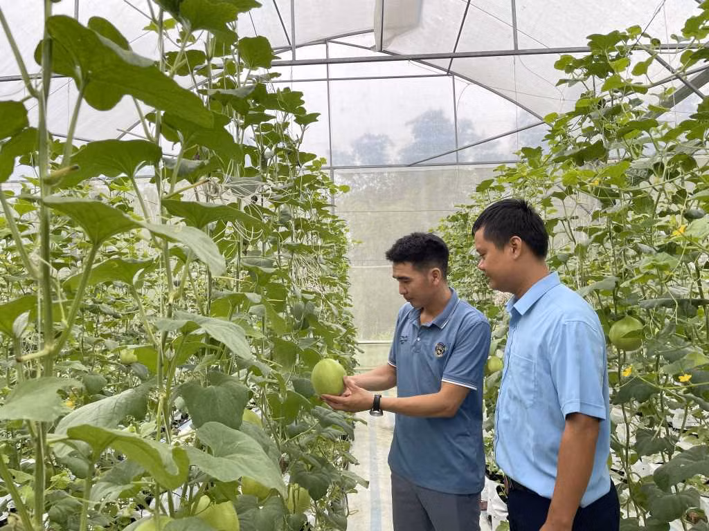 Mô hình trồng dưa nhà lưới của anh Trương Thế Đô, xã Đại Bình, huyện Đầm Hà cho thu nhập khoảng 2 tỷ đồng mỗi năm.