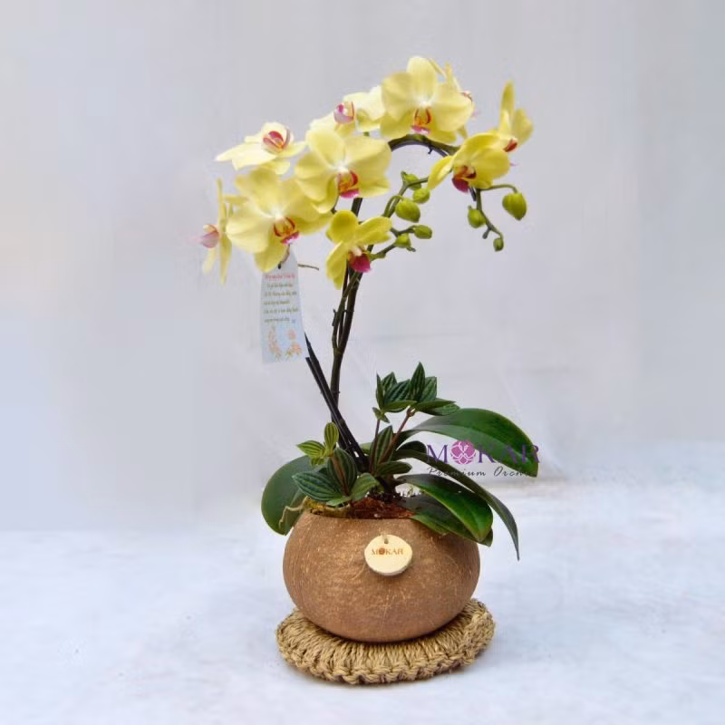 Thiết kế tiểu mộc lan được trồng trong gáo dừa vô cùng lạ mắt
