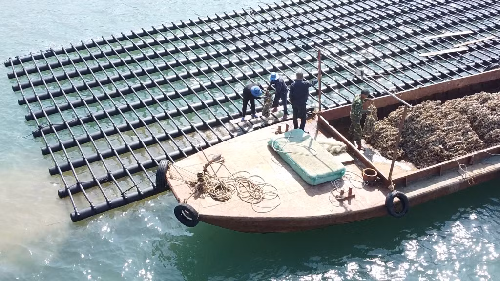 Từ nay đến cuối năm, Trung tâm khuyến nông Quảng Ninh sẽ ương dương thành công 1 triệu con giống hàu để xuất ra thị trường.
