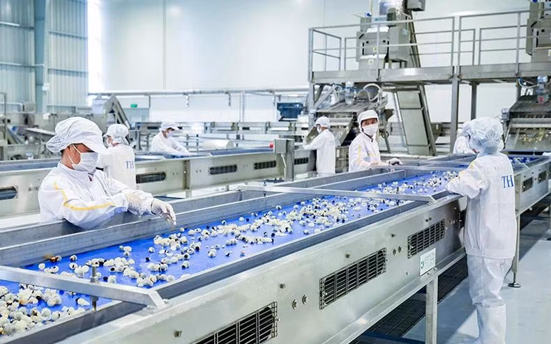 Chế biến hoa quả tươi và thảo dược tại nhà máy của Tập đoàn TH (huyện Vân Hồ, tỉnh Sơn La). (Ảnh TUỆ LINH)