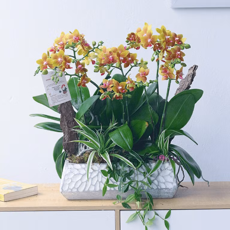 Lan Hồ Điệp chậu hoa mai 3 gốc tinh tế