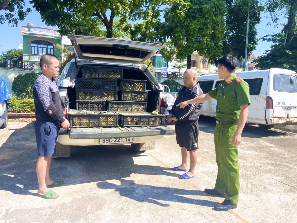 Công an huyện Hải Hà phối hợp với Chi cục Hải quan Bắc Phong Sinh bắt giữ đối tượng vận chuyển trái phép hơn 13.200 con gia cầm giống tại khu vực biên giới ngày 31/10/2024 (Ảnh: Trung tâm Truyền thông Văn hóa huyện Hải Hà) 