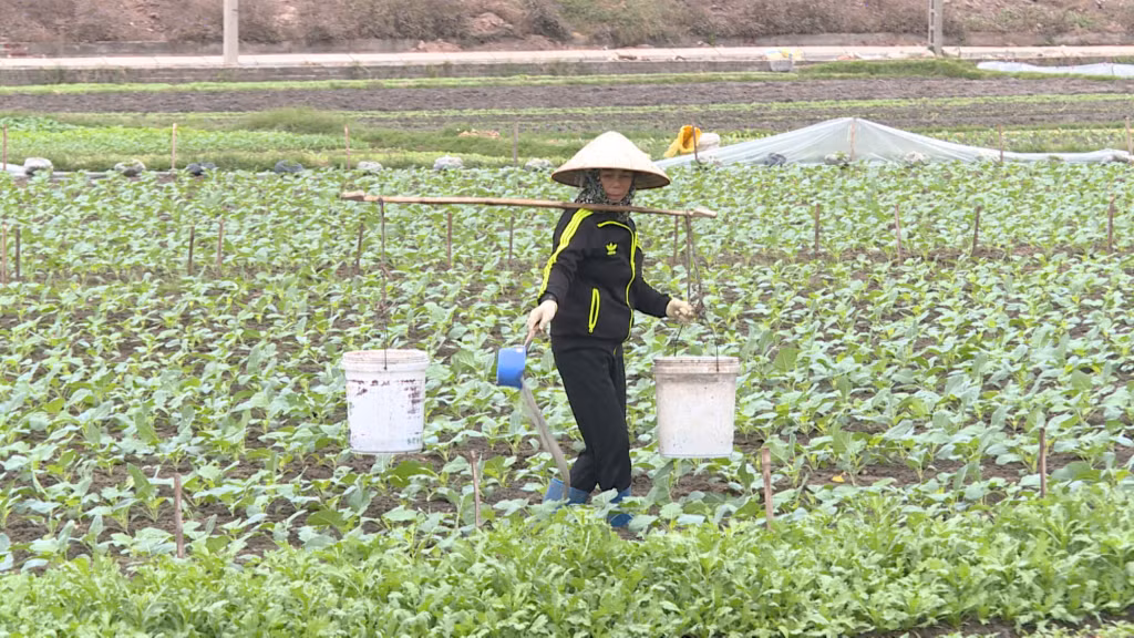 Người dân trên địa bàn phường Cộng Hòa tích cực chăm sóc rau phục vụ nhu cầu thị trường dịp cuối năm.