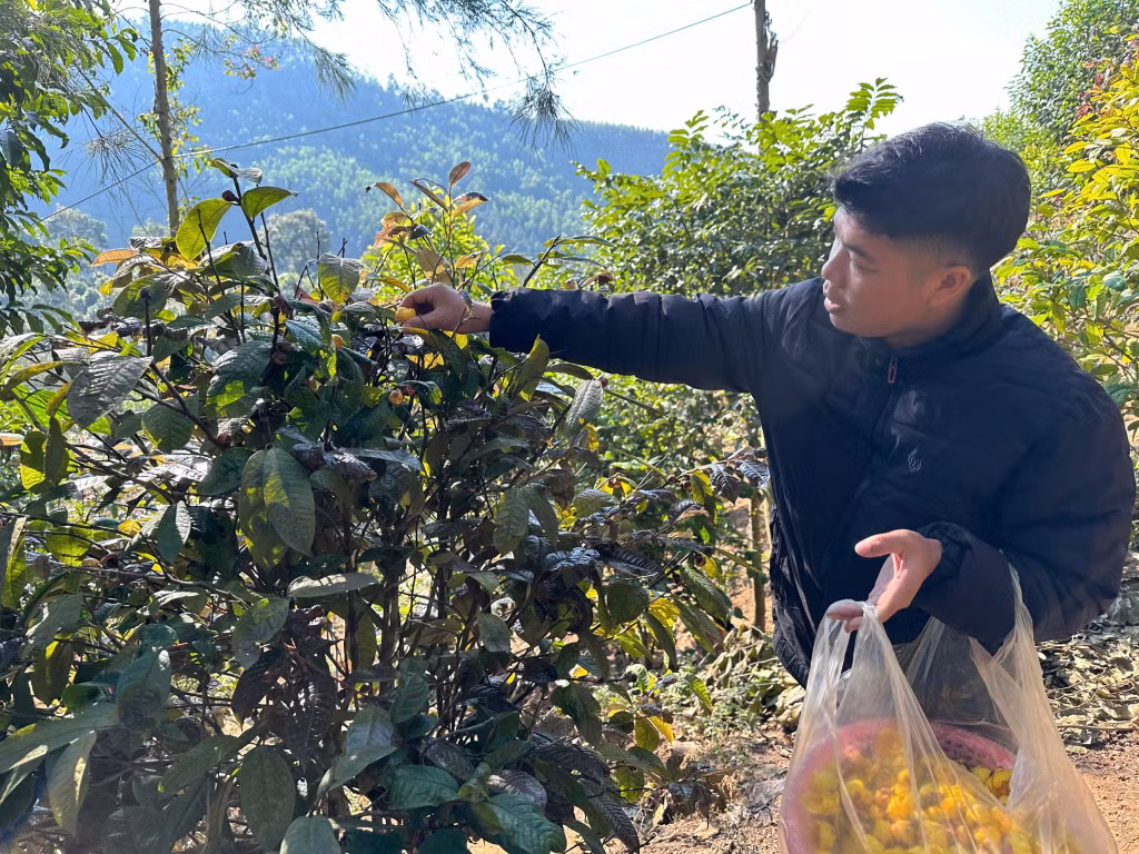 Anh Đàm Văn Triệu, dân tộc Dao, thôn Khe Lọng Ngoài, xã Thanh Sơn, huyện Ba Chẽ thu hoạch trà hoa vàng.