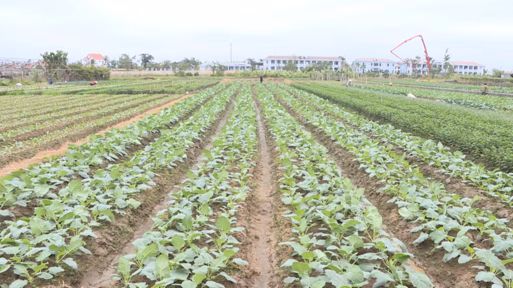Cánh đồng rau tại xã Tiền An.