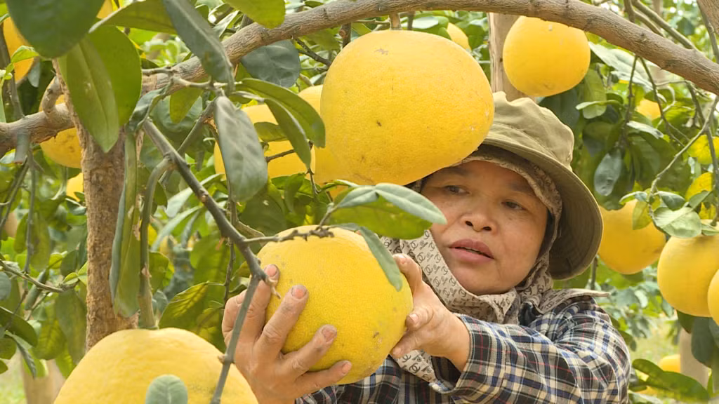 Bà Nguyễn Thị Tuyến, thôn Phúc Thị, xã Việt Dân bắt đầu thu hoạch giống bưởi tép xanh.