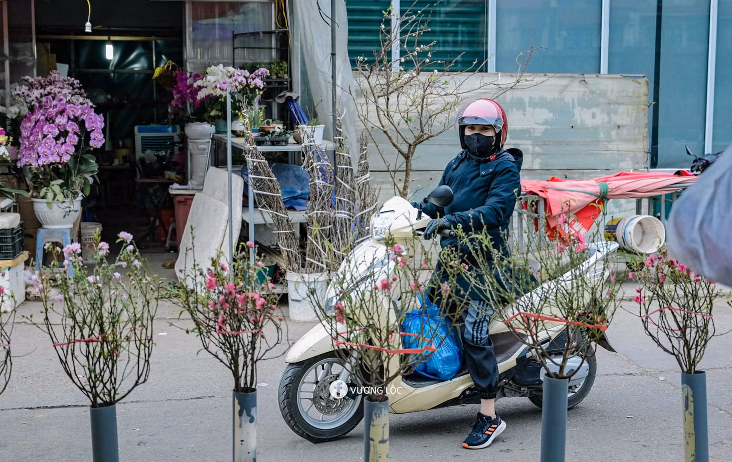 Chị Thu Thanh, người dân quận Hoàn Kiếm, cho biết năm nay chị quyết định mua hoa sớm để đón Tết Dương lịch. “Một cành đào bích đỏ thắm trong nhà không chỉ làm đẹp không gian mà còn mang lại cảm giác ấm cúng, vui vẻ cho cả gia đình", chị Thanh chia sẻ. Ảnh: Vương Lộc