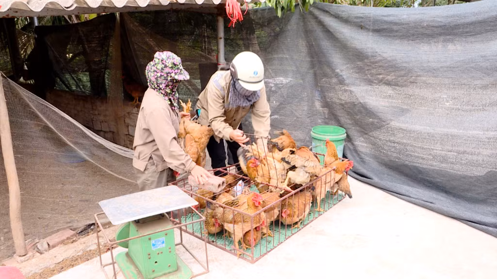 Chị Tống Thị Hậu – Khu Bình Lục Thượng, phường Hồng Phong (TP Đông Triều) xuất bán đàn gia cầm.