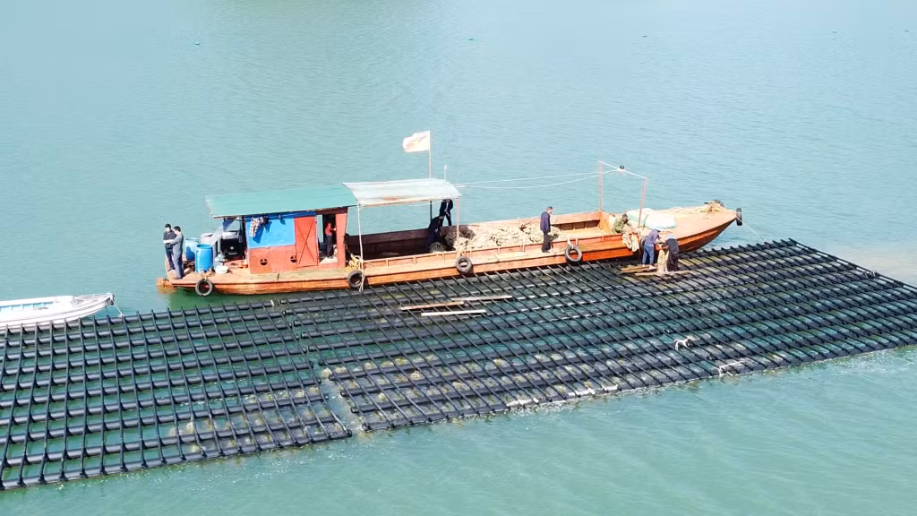 Trung tâm khuyến nông tỉnh Quảng Ninh ương dưỡng thành công 30 vạn hàu giống tại hạ tầng vùng sản xuất nhuyễn thể tập trung Vân Đồn.