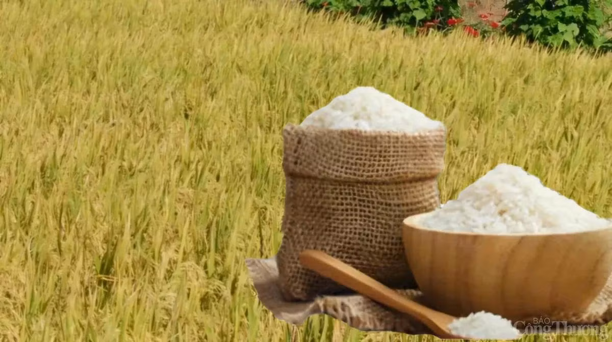 Xuất khẩu gạo 11 tháng đạt hơn 5,3 tỷ USD. (Ảnh:C.T)