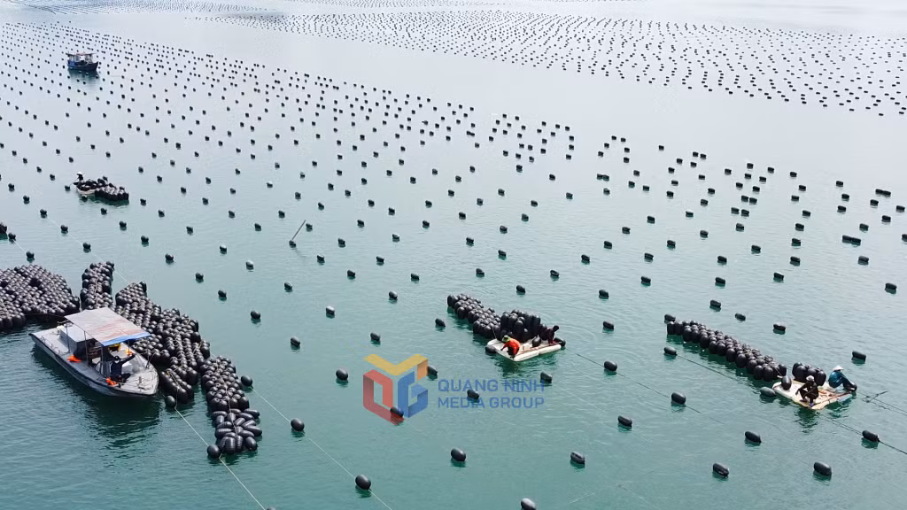 Diện tích nuôi nhuyễn thể được ngư dân Đăc khu Vân Đồn khôi phục lại từ sau quý III năm 2024 đến nay là 3.578ha.
