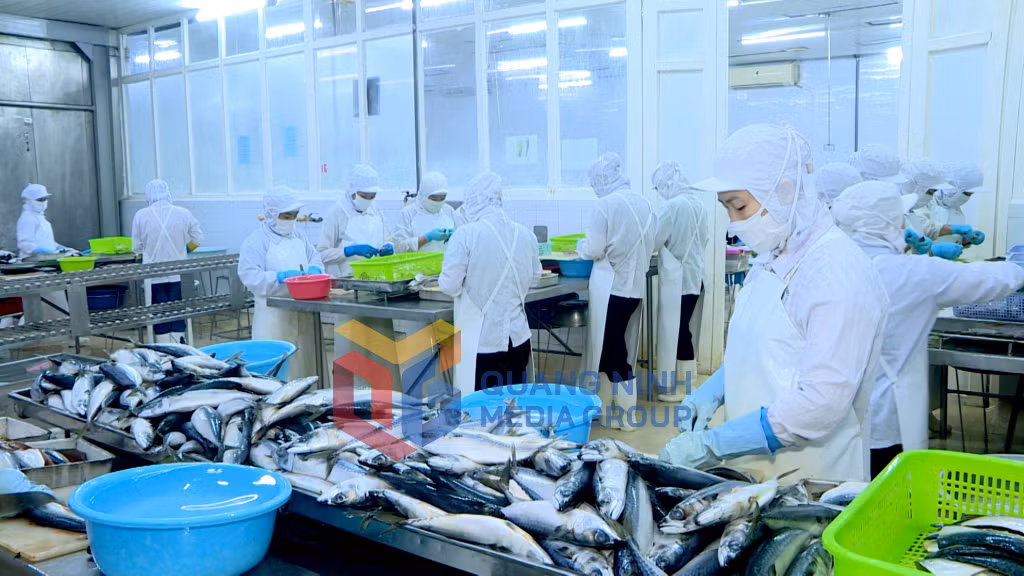 Chế biến cá tại Công ty CP Xuất nhập khẩu thủy sản Quảng Ninh (8-2025). Ảnh: Hải Hà