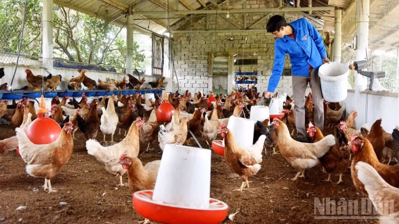 Theo báo cáo của Bộ Nông nghiệp và Môi trường 8 tháng đầu năm 2025, đàn gia cầm tăng 3,6%.