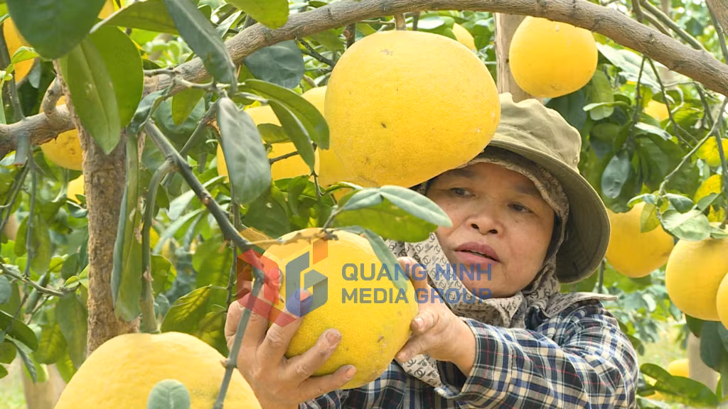 2025-01_Người dân phường An Sinh thu hoạch giống bưởi tép xanh. Ảnh: Hải Hà