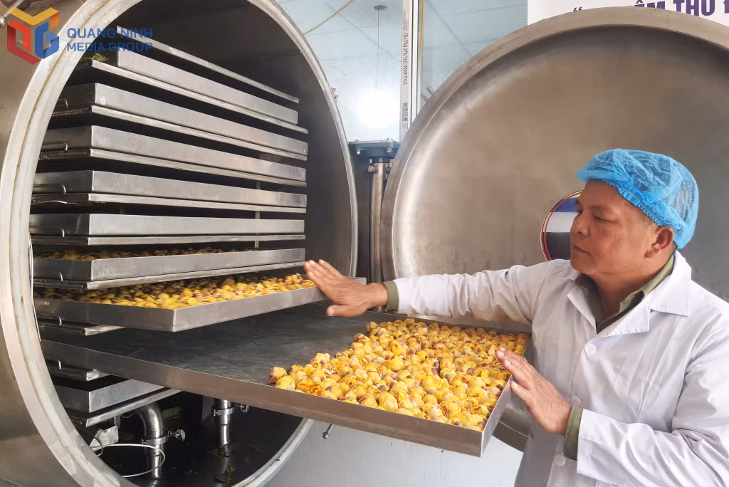 Sản phẩm trà hoa vàng của Công ty CP Lâm sản Đạp Thanh được chế biến bằng công nghệ sấy thăng hoa. Ảnh: Vân Anh