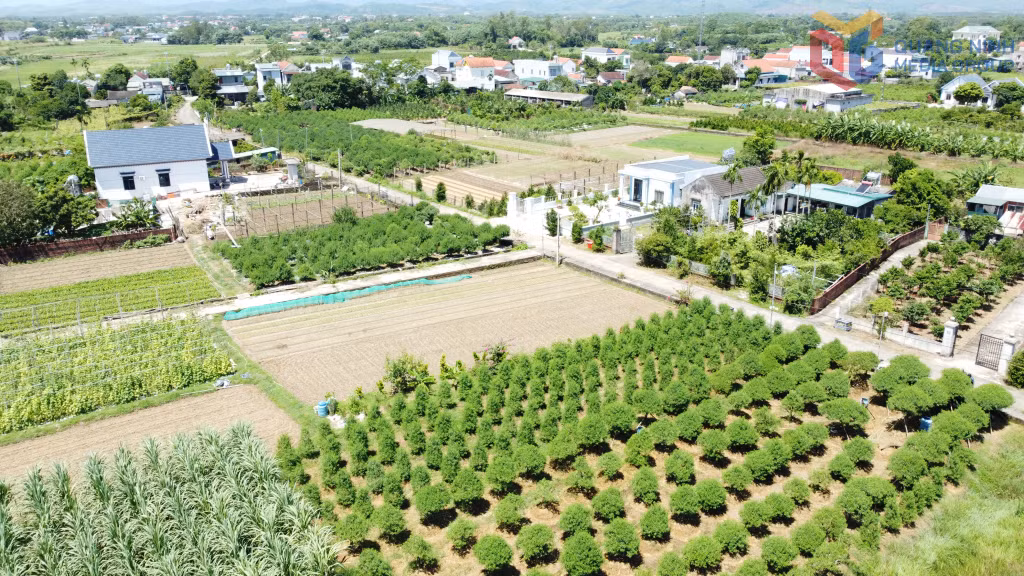 Diện tích trồng đào cảnh của người dân thôn Quảng Minh 4, xã Quảng Hà.