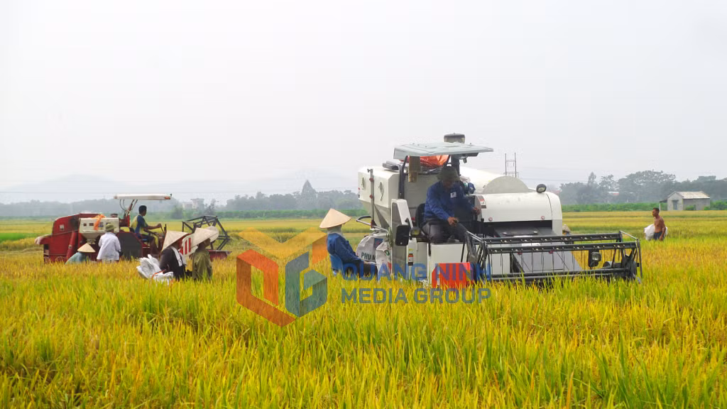 Nông dân phường An Sinh thu hoạch lúa bằng máy gặt hiện đại trên cánh đồng. Ảnh: Dương Trường