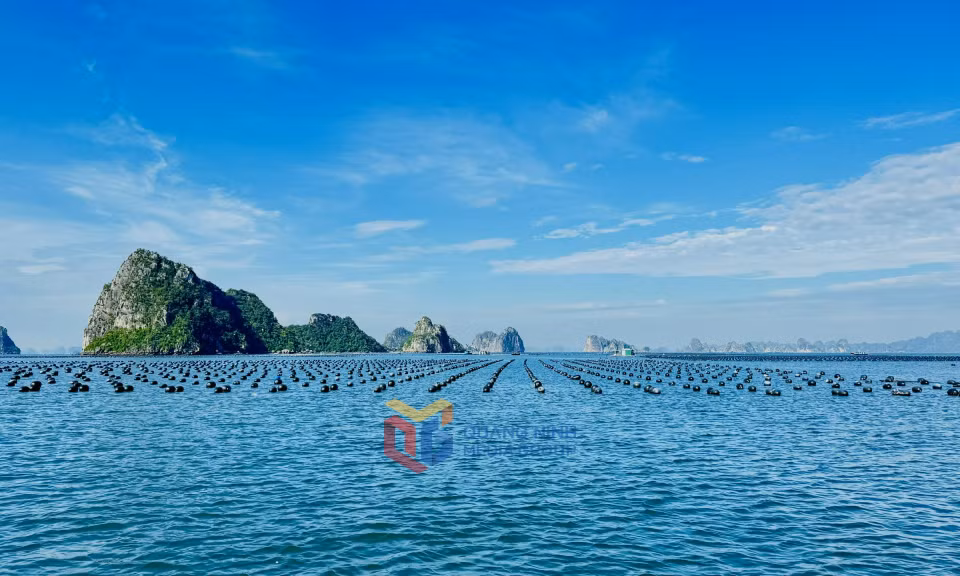 Nuôi trồng thủy sản trên biển tại đảo Thắng Lợi, đặc khu Vân Đồn. Ảnh: Mạnh Trường