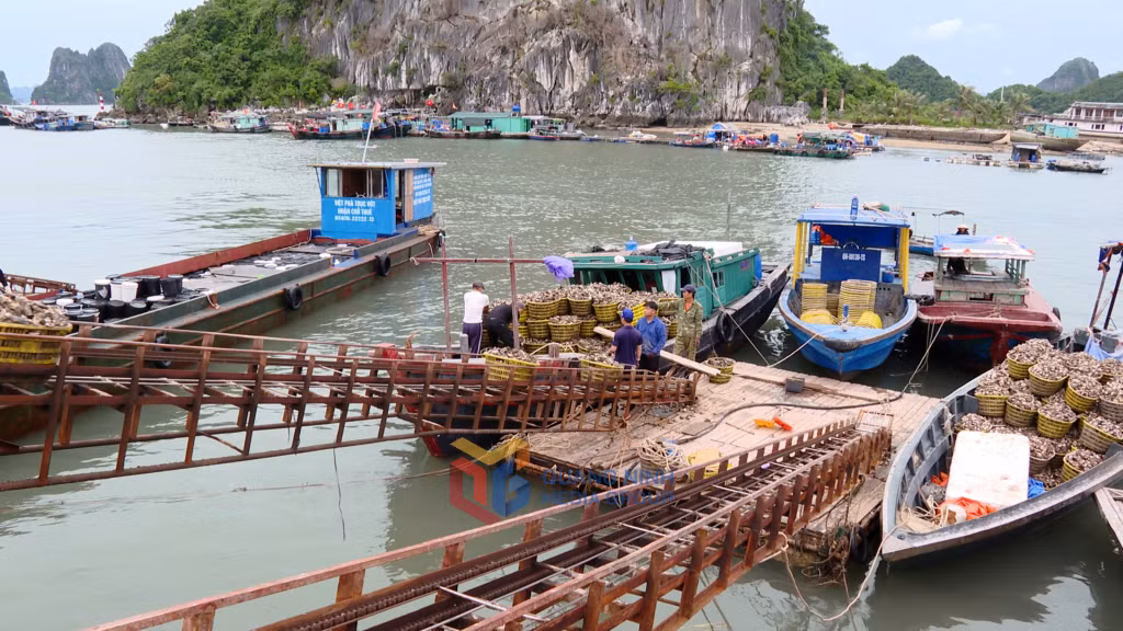 Sản lượng nhuyễn thể bốc dỡ qua Cảng cá Cái Rồng đạt 300 tấn/ngày. 