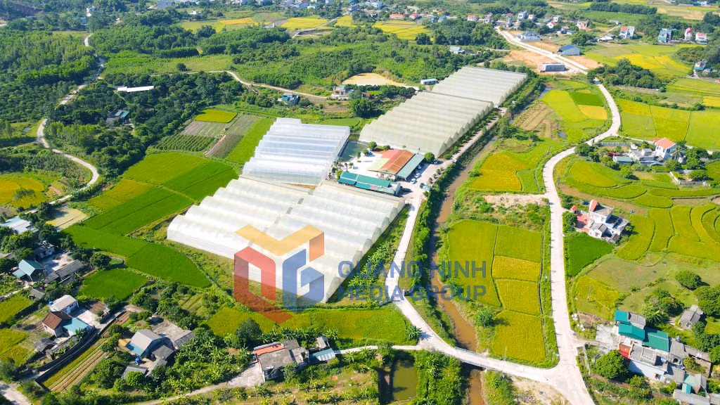 Mô hình trồng rau, quả công nghệ cao tại xã Quảng Tân (9-2025). Ảnh:Hữu Việt
