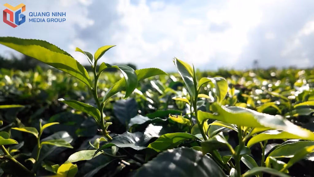Chè là cây kinh tế chủ lực tại Đường Hoa.
