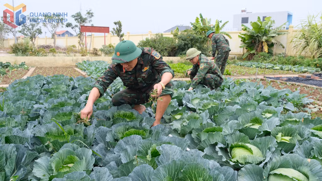 Cán bộ, chiến sĩ Ban Chỉ huy PTKV 5 - Quảng Yên chăm sóc vườn rau xanh.