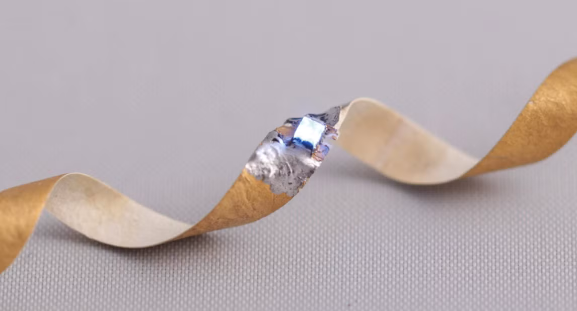 Thử nghiệm lắp chip lên vỏ nấm - Ảnh: Science Advances.