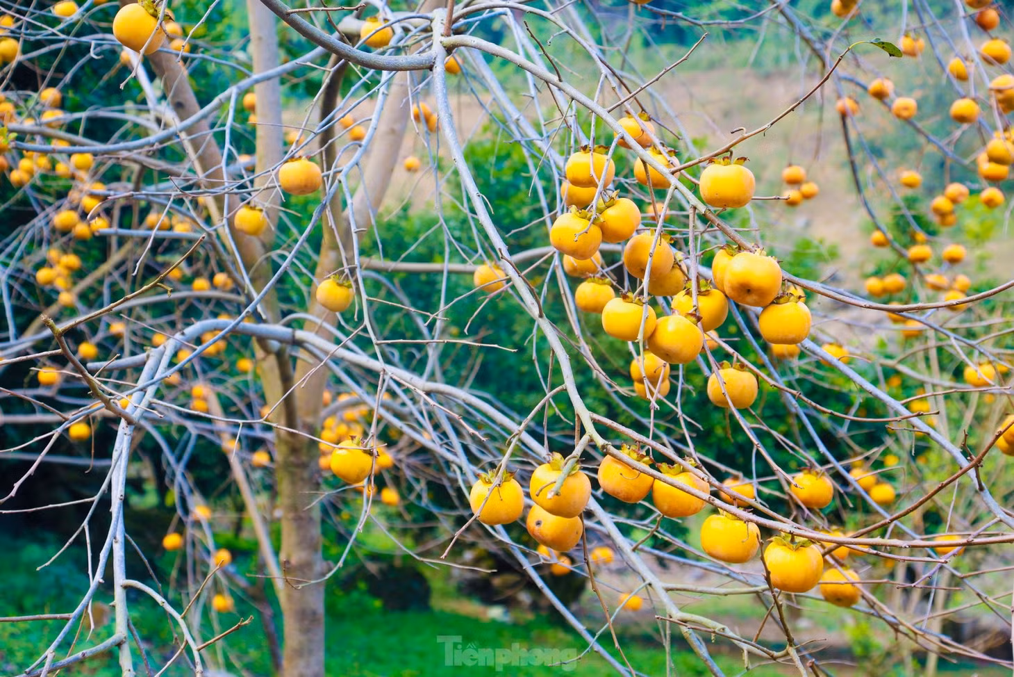 Nhiều vườn bán cả cành hồng có quả cho du khách mang về làm quà hoặc cắm trang trí trong nhà.