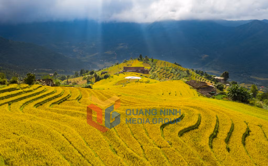 Trên những vùng cao như Sông Moóc những bậc thang lúa trải một màu vàng óng. Ảnh: Nguyễn Thành Chung