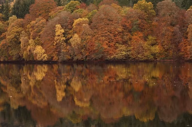 Những chiếc lá mùa thu được phản chiếu trên hồ Loch Faskally ở Pitlochry, Scotland, ngày 2/11. (Ảnh: REUTERS)